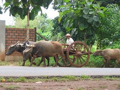 2039 Oxcart
