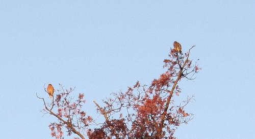 Treetop hawks, Sunday morning
