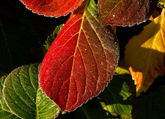 Frosty morning leaf
