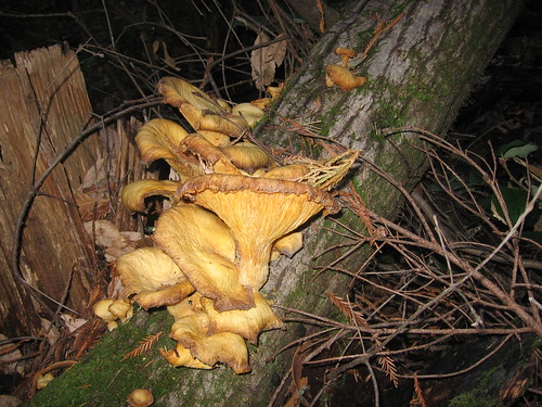 Fungus!