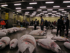 Tokyo Tsukiji Fish Market - tuna sales