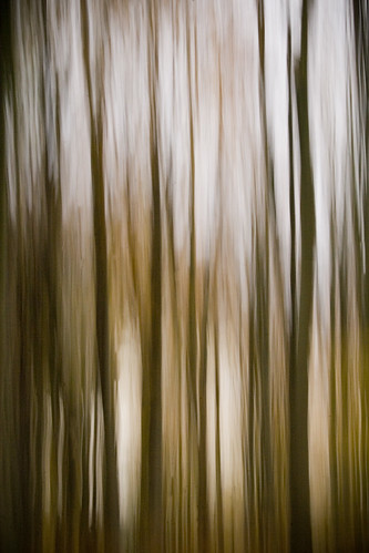 MORNING FOREST IN MOTION