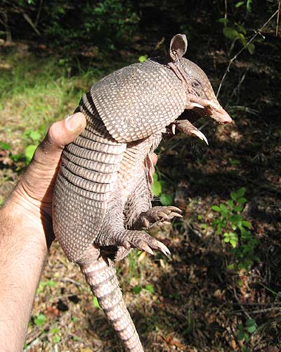 Armadillo-full-side-view