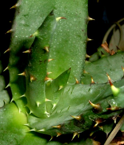 cactus edit