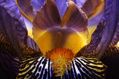 another iris macro
