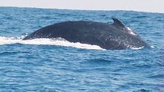 humpback whale 7