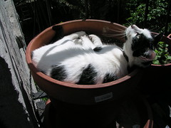 A black and white cat in planted pot on a fire escape