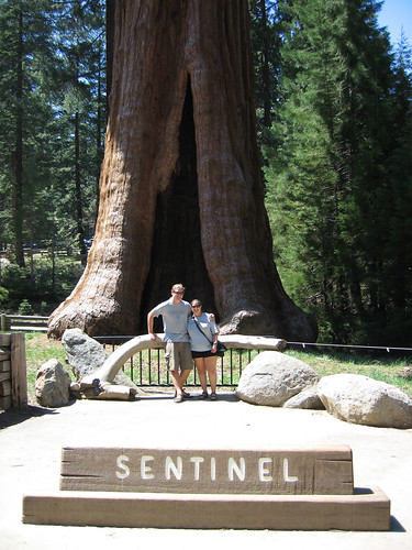 Us with a big Sequoia tree