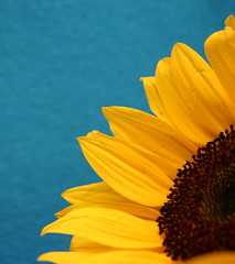 sunflower series 2