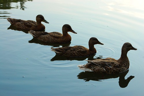 Ducks In a Row 2