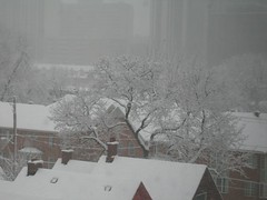 [tree in snowstorm]