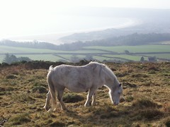 A pony with oxwich bay in the background