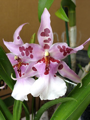 Auntie's Orchids (1)