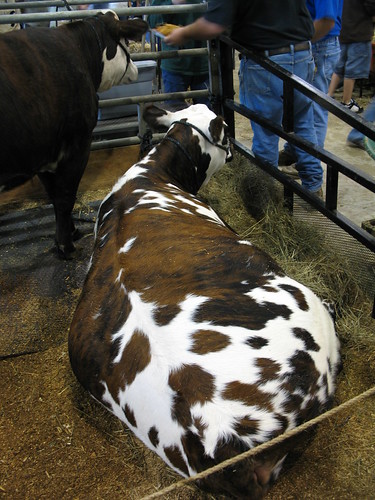 pretty speckled cow