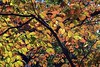 leaf-canopy.jpg