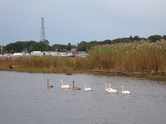 7 Swans a Swimming