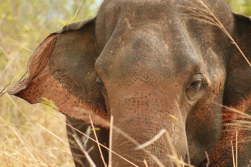 Sri Lankan elephant  in the Udawalawe National Park