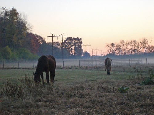 Horses in the Early Morning Fog