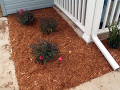 My flower beds, Pink Knockout Roses