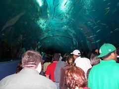 underpass to the whale shark!