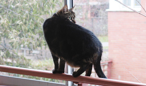 EFIT, 10:42: Morris on the lookout on our balcony