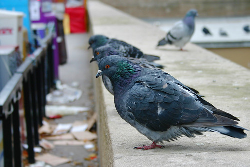 Pigeons on the ledge - Union Station