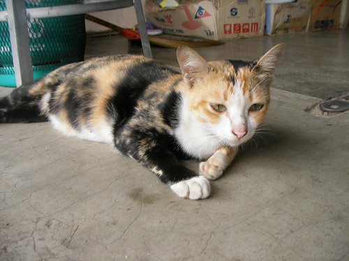 サムイ島-nathon town cat