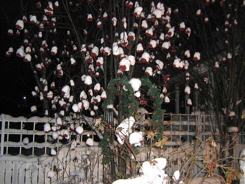 Snow covered berries