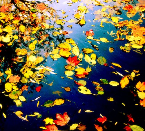 Autumn is floating away