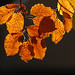 Autumnal Leaf: November 26th