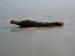Driftwood and seaweed