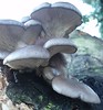 Oyster Mushroom - Pleurotus ostreatus