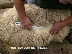 finn sheep fleece