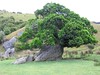 Baum wächst auf Felsen