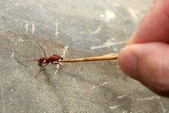 Red ant attacks by AlieN