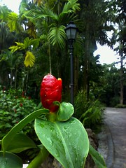 Halia, Botanic Gardens