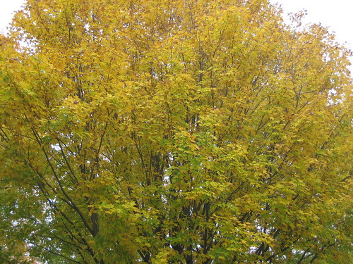 Rhinebeck Fall Foliage!