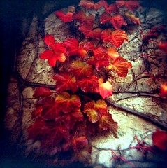 Autumn Ivy