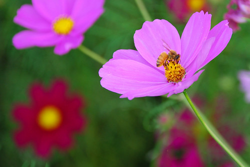 Cosmos and Bee