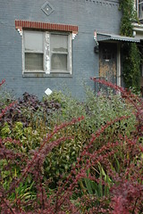 Garden in front yard of side house on Albemarle Road