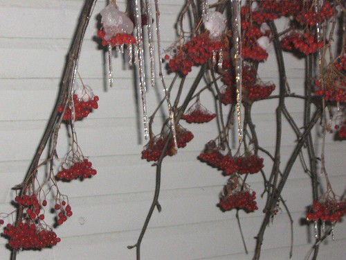 Berries and Icicles