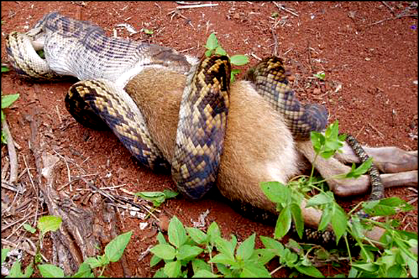 Snake Swallowing Kangaroo 4