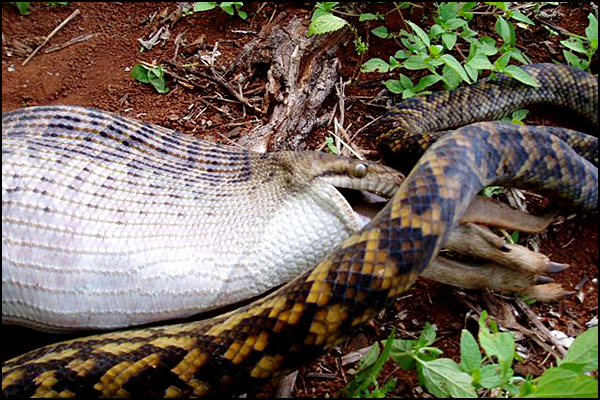 Snake Swallowing Kangaroo 10