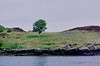 Lone Tree on Eilean Thòiriosdal (Isle Horrisdale)