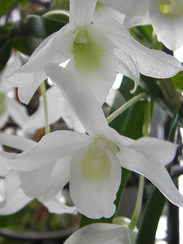 two dendrobium flowers