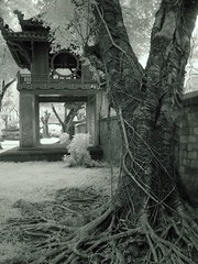 Old tree and entrance