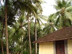 Coconut grove outside Udupi home