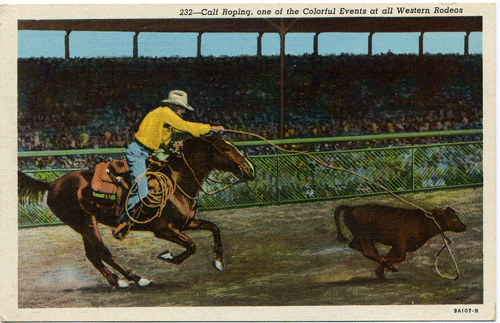 Postcard: Rodeo calf-roper