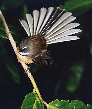 The votes are all in and thefantail/piwakawaka is officially New Zealand's 