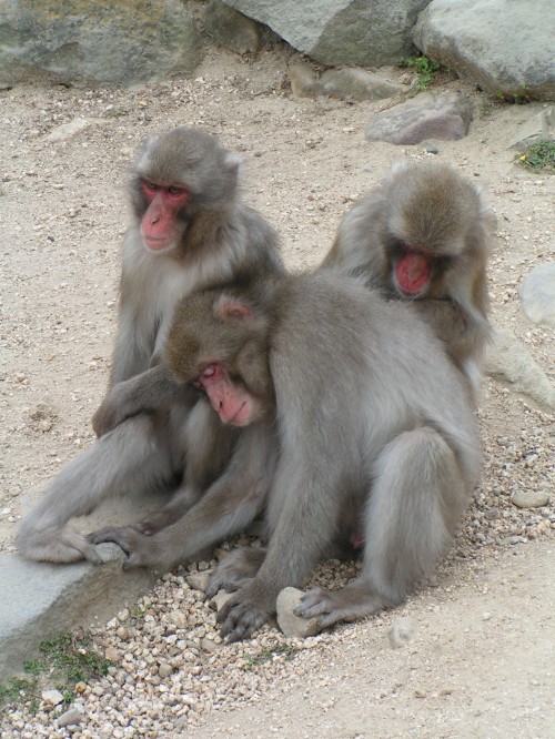 Shodoshima macaques du japon